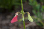 Spiked hoarypea